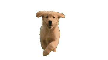 Same animated GIF with the background removed on every frame