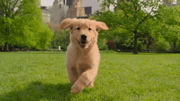 Animated GIF of a golden retriever running on grass